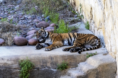 SA Zoo Bengal Tiger